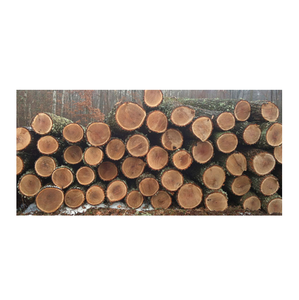 Proveedor de madera dura: Troncos de roble rojo en venta al mejor precio - Product Image 6