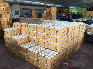 มะพร้าวขัดเงาทั้งลูกสำหรับส่งออก - ผิวเรียบเนียน อายุการเก็บรักษายาวนาน - Product Image 4