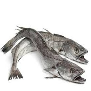 Pescado Entero de Hake de Aleta Larga Congelado envasado al Vacío de Alta Calidad - Product Image 4