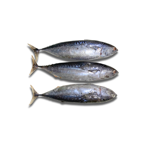 Atún Congelado en Bloque para Exportación, 100-300g, Pescado Entero, Envasado al Vacío, IQF - Product Image 1