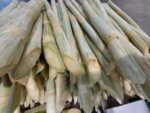 Caña de Azúcar fresca, sabor dulce, 100% Natural - Product Image 5
