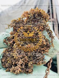 Fabriqué au Vietnam - Vente en gros d'algues sargasses séchées, algues sargasses de qualité supérieure - Product Image 2