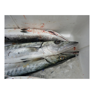 Poisson Barracuda surgelé à prix avantageux, idéal pour les grillades, les curry et les recettes de fruits de mer - Product Image 2