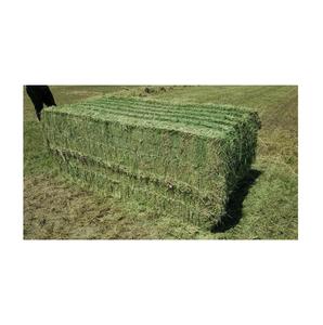 Balles de foin d'alfalfa, granulés d'aliments pour animaux à vendre, maïs, aliments pour animaux, DCP et foin d'alfalfa pour aliments pour animaux - Product Image 4