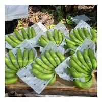 Plátanos Verdes Orgánicos de Calidad de Exportación, Variedad Cavendish, 20 kg, Listos para Cadena de Frío