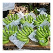 Bananes Vertes Biologiques de Qualité Export Cavendish 20kg Prêtes pour la Chaîne du Froid - Product Image 1