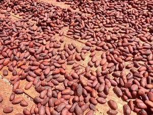 เมล็ดโกโก้ดิบออร์แกนิคสำหรับขายเมล็ดโกโก้หมัก - Product Image 4