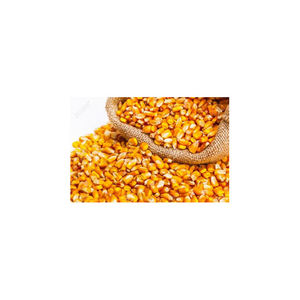 Maïs de maïs jaune pour la consommation d'aliments pour humains et animaux, maïs jaune pour l'alimentation de volaille - Product Image 3
