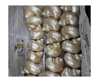 Grandes coquilles de conque naturelles, corail poli et étoile de mer naturelle