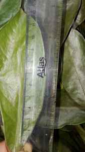 Feuilles de corossol séchées 100% naturelles, très demandées - Product Image 4