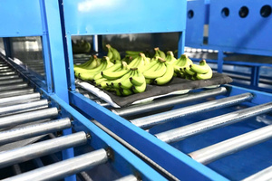 Plátano Cavendish Fresco de Vietnam - Plátano Verde Premium Marca Pham Gia 6 Meses de Duración Proveedor Mayorista - Product Image 5