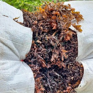 สาหร่ายทะเลซาร์กาสซัมดิบราคาถูกที่สุด จำหน่ายจำนวนมาก ตากแห้งด้วยแสงแดด สาหร่ายบริสุทธิ์ ส่งออกโดยผู้จัดจำหน่ายชั้นนำจากเวียดนาม - Product Image 4