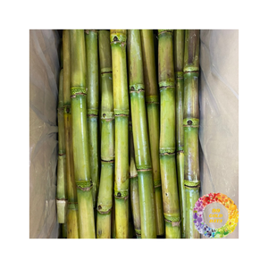 Caña de azúcar congelada de corte limpio empacada para una larga vida útil lista para usar para bebidas, batidos y recetas de comida - Product Image 3