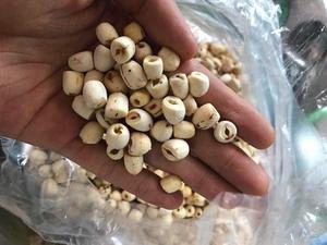 ผู้ผลิตและผู้ส่งออกเมล็ดบัวแห้งธรรมชาติคุณภาพพรีเมียมจากเวียดนาม - Product Image 5