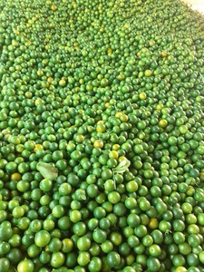 Jus de Calamansi Kumquat de haute qualité emballé dans des bouteilles de 350ml 550ml - Product Image 5