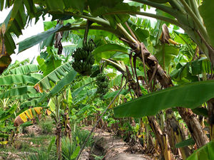 BANANES SÉCHÉES CROISANTES SÉCHÉES et BANANES SÉCHÉES DOUX // Mr.Kevin: + 84 968 311314 - Product Image 2