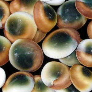 Artisanat naturel placage de coquille d'oeil de chat du Vietnam Technique polie élément décoratif de coquillage - Product Image 5