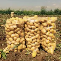 Качественная сельскохозяйственная свежая Картофельная ферма высшего качества
