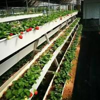 Système de culture hydroponique vertical en gouttière pour les fraises en serre