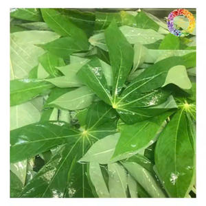 ใบมันสำปะหลังแช่แข็งคุณภาพส่งออกจากเวียดนามสะอาดและเขียวใบมันสำปะหลังแช่แข็งสำหรับใช้ในอาหาร - Product Image 5