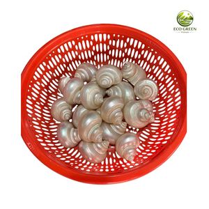 Concha de Turbo de Nácar Pulida Hecha a Mano con Rayas Blancas Naturales para Decoración de Mesa del Hogar o Acuario Hanoi - Product Image 3