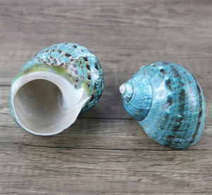 Coquillage Turbo poli parfait pour les projets artisanaux de décoration d'aquarium et les conceptions de pièces côtières - Product Image 6