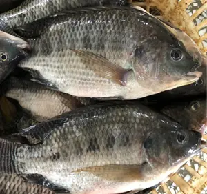 سمك التالبيا بالجملة المأكولات البحرية المجمدة كاملة مستديرة النيل سمك التالبيا