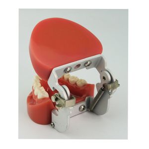 Modelo de diente estándar dental 28 dientes modelo de dientes práctico - Product Image 5