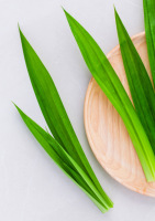 Meilleur Choix Feuilles de Pandanus Fraîches 100% Naturelles de Qualité Supérieure Excellent Prix Fabriqué au Vietnam - Agriculture Durée de Conservation Illimitée Viet Fargimex