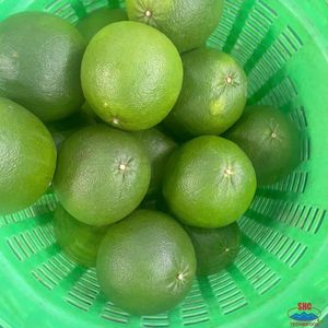 Tươi Màu Xanh Lá Cây Da Bưởi Việt Nam Chất Lượng Xuất Khẩu Ngọt Ngào Ngon Ngọt Bưởi Citrus Trái Cây Số Lượng Lớn Bán Buôn Hữu Cơ Nhà Cung Cấp Giá Tốt Nhất - Product Image 3