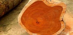 Meilleurs et plus beaux bûches de bois d'eucalyptus rondes, type cyprès, en vente - Product Image 3