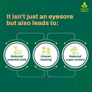 สารเพิ่มความอุดมสมบูรณ์ของดินสำหรับอ้อย - Product Image 4