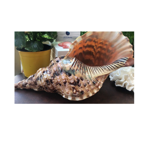 Conchas de Tritón Charonia Tritonis, Mini a Grandes, Conchas de Trompeta de Vietnam, Estilo Animal, Decorativas - Product Image 1