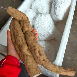 Poudre de Kudzu Biologique en Vrac Qualité Supérieure Poudre Naturelle Fournisseur du Vietnam - Product Image 2