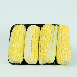 Maíz Amarillo y Blanco Orgánico No Transgénico, Maíz Dulce Seco para Consumo Humano y Animal - Product Image 3