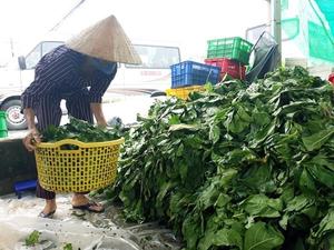 Feuilles de noni séchées tropicales du Vietnam pour les acheteurs de produits à base de plantes et les marques naturelles - Product Image 2