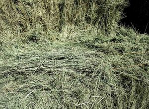 Grado de alimentación de heno Timothy Pure Grass para caballos, ganado, cerdo y perro en fardos, excelente calidad - Product Image 3