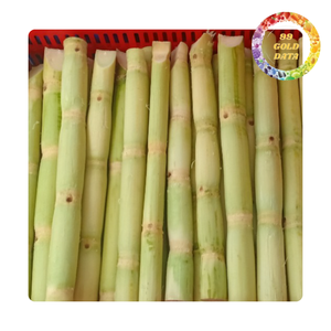 Palitos de caña de azúcar congelados de Vietnam | Nueva cosecha | Suministro a granel - Product Image 3