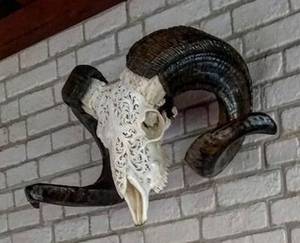 Crâne de taureau et de bélier sculpté à la main avec des cornes majestueuses Décor mural ou de support intemporel - Product Image 2