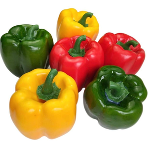 RAINBOW BELL PEPPER Sweet Red, Green, Yellow, Orange, Purple, Brown, & White - Product Image 3