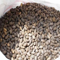 Offre Spéciale de graines de jatropha séchées pures et biologiques Produit agricole disponible en vente en gros