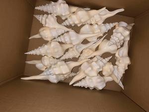 Meilleure vente Diverses couleurs Coquillages tigre blanc Coquillages cauri naturels Coquillages océaniques pour l'exportation à prix compétitif - Product Image 4