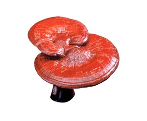 เห็ดหลินจืออิออร์แกนิคสีแดงจากเวียดนาม - Product Image 1
