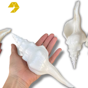 เปลือกหอยแกนหมุนสีขาว XL-หยักเปลือกหอย-อุปทานเปลือกหอย-งานฝีมืองานแต่งงานชายหาด-ตกแต่งบ้านชายฝั่งทะเล - Product Image 1