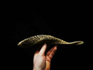 Shofar de Cuerno de Carnero Kudu Natural Ecológico de Alta Calidad, Pulido, de Tamaño Personalizado, para Uso Religioso Judío, Objeto de Colección Artístico para el Hogar - Product Image 3