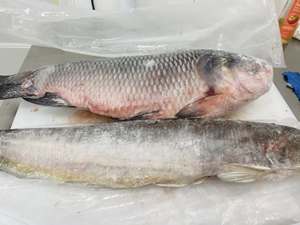 ปลาโรฮูแช่แข็ง IQF อายุการเก็บรักษา 12 เดือน บรรจุภัณฑ์ขายส่งจำนวนมาก ราคาดีที่สุด - Product Image 6