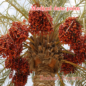 Palmera Datilera cultivo de tejidos - Product Image 1