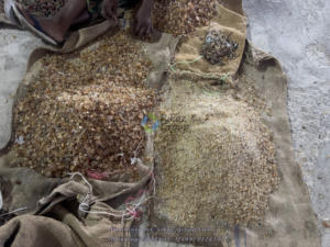 Goma sólida árabe cruda y natural, coloide protector para prevenir la precipitación en agricultura, goma arábiga Talha - Product Image 2