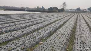 Película de mantillo biodegradable - Product Image 2