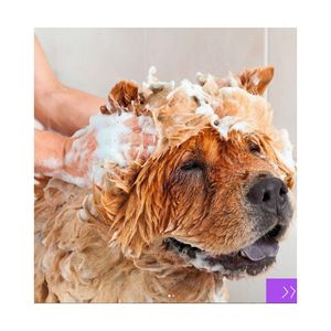 Champú suave para cachorros-Fórmula de proteínas de leche 300ml-Solución de baño calmante y nutritiva para piel delicada y piel suave - Product Image 3